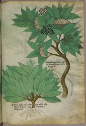 Illustrazione botanica, 1440 circa (inchiostro e colore su pergamena)