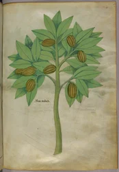 Illustrazione botanica, 1440 circa (inchiostro e colore su pergamena)