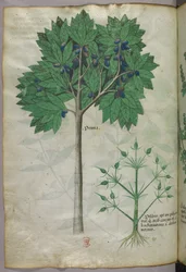 Illustrazione botanica di un albero da frutto e di una pianta, 1440 circa (inchiostro e colore su pergamena)