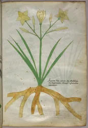 Illustrazione botanica di una pianta, 1440 circa (inchiostro e colore su pergamena)