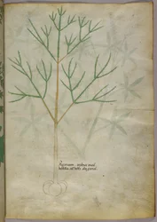 Illustrazione botanica di una pianta, 1440 circa (inchiostro e colore su pergamena)
