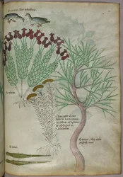 Illustrazione botanica di una pianta con uccelli e insetti, 1440 circa (inchiostro e colore su pergamena)