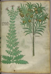 Illustrazione botanica di un albero di melone, 1440 circa (inchiostro e colore su pergamena)