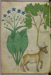 Illustrazione botanica di piante e di un toro, 1440 circa (inchiostro e colore su pergamena)