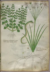 Illustrazione botanica di piante e di un serpente, 1440 circa (inchiostro e colore su pergamena)