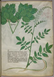 Illustrazione botanica di piante e di un serpente, 1440 circa (inchiostro e colore su pergamena)
