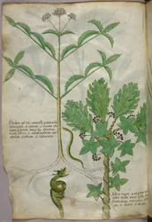 Illustrazione botanica di piante e di un serpente, 1440 circa (inchiostro e colore su pergamena)