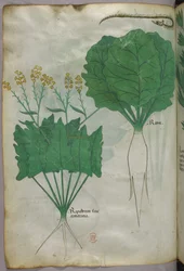 Illustrazione botanica di piante e di un serpente, 1440 circa (inchiostro e colore su pergamena)