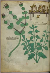 Illustrazione botanica di piante e arnie con api, 1440 circa (inchiostro e colore su pergamena)