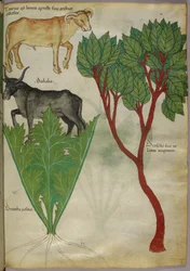 Illustrazione botanica di piante e tori, 1440 circa (inchiostro e colore su pergamena)