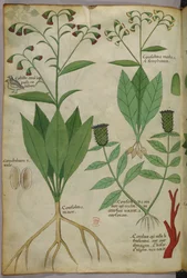 Illustrazione botanica di piante e coralli con un serpente e un cervo, 1440 circa (inchiostro e colore su pergamena)