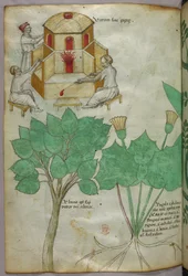 Illustrazione botanica di piante e illustrazione di vetreria, 1440 circa (inchiostro e colore su pergamena)