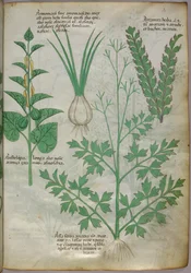Illustrazione botanica di piante, 1440 circa (inchiostro e colore su pergamena)