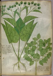 Illustrazione botanica di piante, 1440 circa (inchiostro e colore su pergamena)