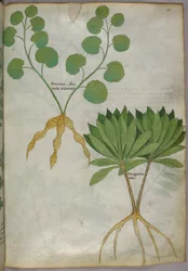 Illustrazione botanica di piante, 1440 circa (inchiostro e colore su pergamena)