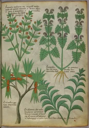 Illustrazione botanica di piante, 1440 circa (inchiostro e colore su pergamena)