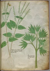 Illustrazione botanica di piante, 1440 circa (inchiostro e colore su pergamena)