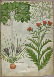 Illustrazione botanica di piante, 1440 circa (inchiostro e colore su pergamena)