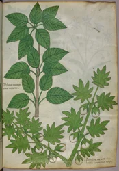Illustrazione botanica di piante, 1440 circa (inchiostro e colore su pergamena)