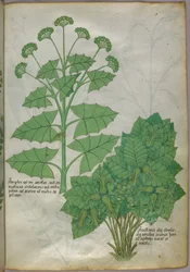Illustrazione botanica di piante, 1440 circa (inchiostro e colore su pergamena)