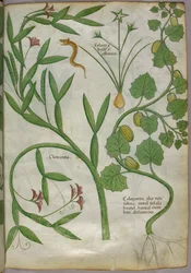 Illustrazione botanica di piante, tra cui una clematide, e di un serpente, 1440 circa (inchiostro e colore su pergamena)