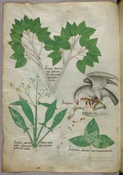 Illustrazione botanica con raffigurazione di un uccello che uccide un suo simile, 1440 circa (inchiostro e colore su pergamena)