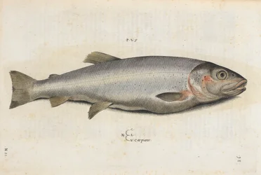 Pesce carpione, illustrazione da 