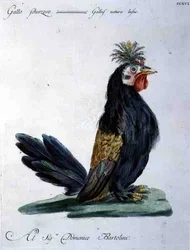 Gallo, ca. 1767-76