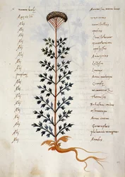 Cod. CCXXXVII Artemisia, pianta medicinale da un 