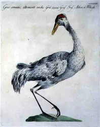 Gru Comune, c.1767-76