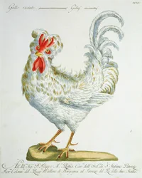 Gallo dal piumaggio riccio, ca. 1767-76
