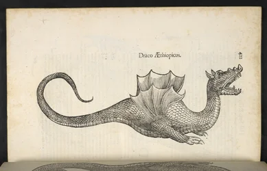 Drago etiope, 