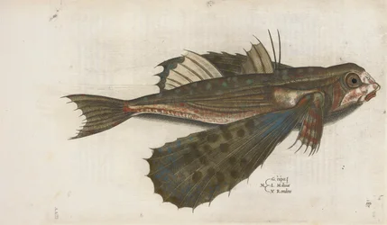 Pesce volante, illustrazione da 