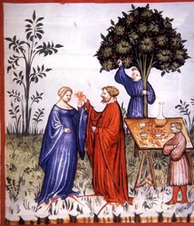 Fol.86r Vino Bianco, illustrazione da 
