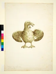 Oca