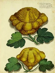 Zucca antica di Ulisse Aldrovandi