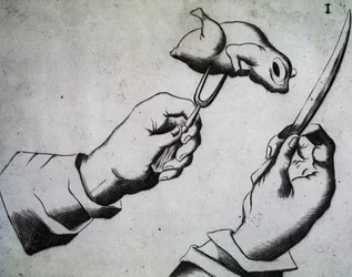 Come tagliare un volatile, illustrazione da Li tre trattati di messer Mattia Giegher bavaro di Mosburc, Trinciante dell