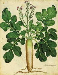Ravanello bianco lungo di Ulisse Aldrovandi