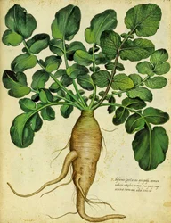Ravanello bianco lungo di Ulisse Aldrovandi