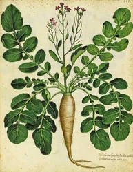Ravanello bianco lungo di Ulisse Aldrovandi