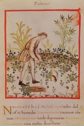 Raccolta di pastinache e carote, da 
