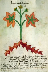 Ms 320 M Fol.13r Herba Antollas Lupanas, da 