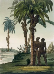 Indigeni scalano palme usando imbracature intorno ai fianchi, 1820-30