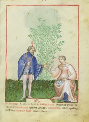 Rose, dal Tacuinum Sanitatis, c.1390-1400