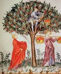 Nova 2644 fol.12r Raccolta di ciliegie, dal Tacuinum Sanitatis Codex Vindobonensis