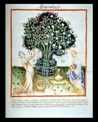 Acqua di rose, dal Tacuinum Sanitatis Codex Vindobonensis