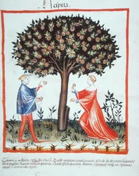 Raccolta di noci, da Tacuinum Sanitatis Codex Vindobonensis