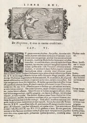 Pagina 735 da Historia De Gentivus Septentrionalibus di Magnus Olaus, Roma 1565