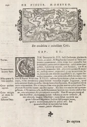Pagina 740 da Historia De Gentivus Septentrionalibus di Magnus Olaus, Roma 1565