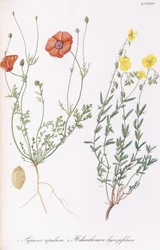 Papaver apulum e Helianthemum hyssopifolium, 1811-1838